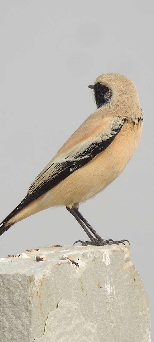 Desert Wheatear - ML611191976