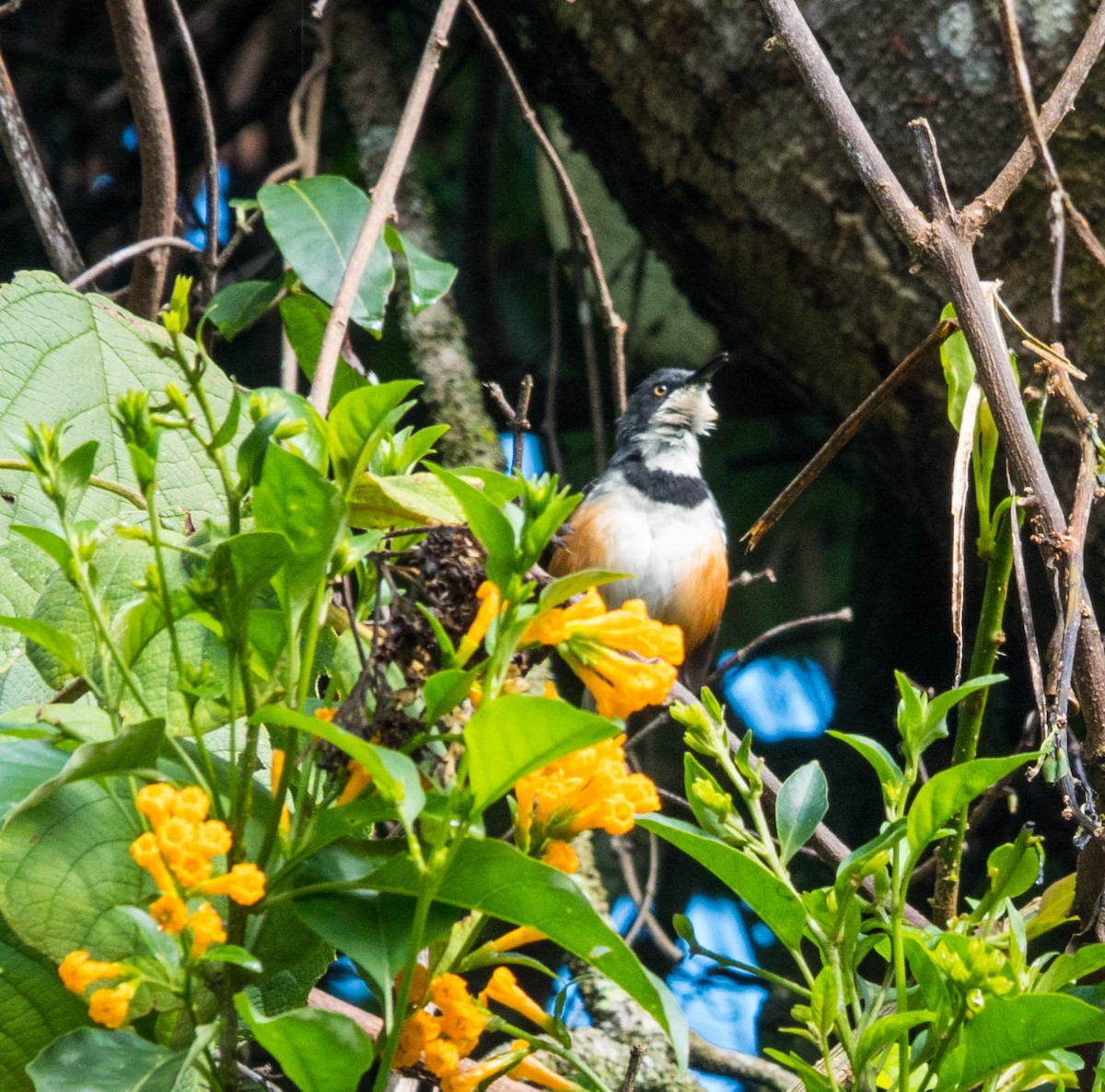 Apalis Cuellinegro - ML611191979