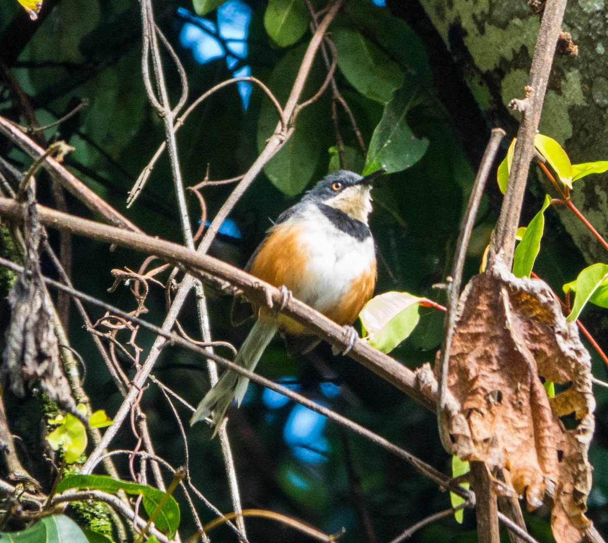 Apalis Cuellinegro - ML611191981