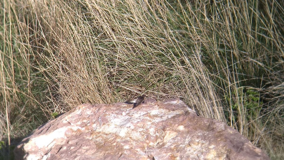 swallow sp. - Gustavo Vargas