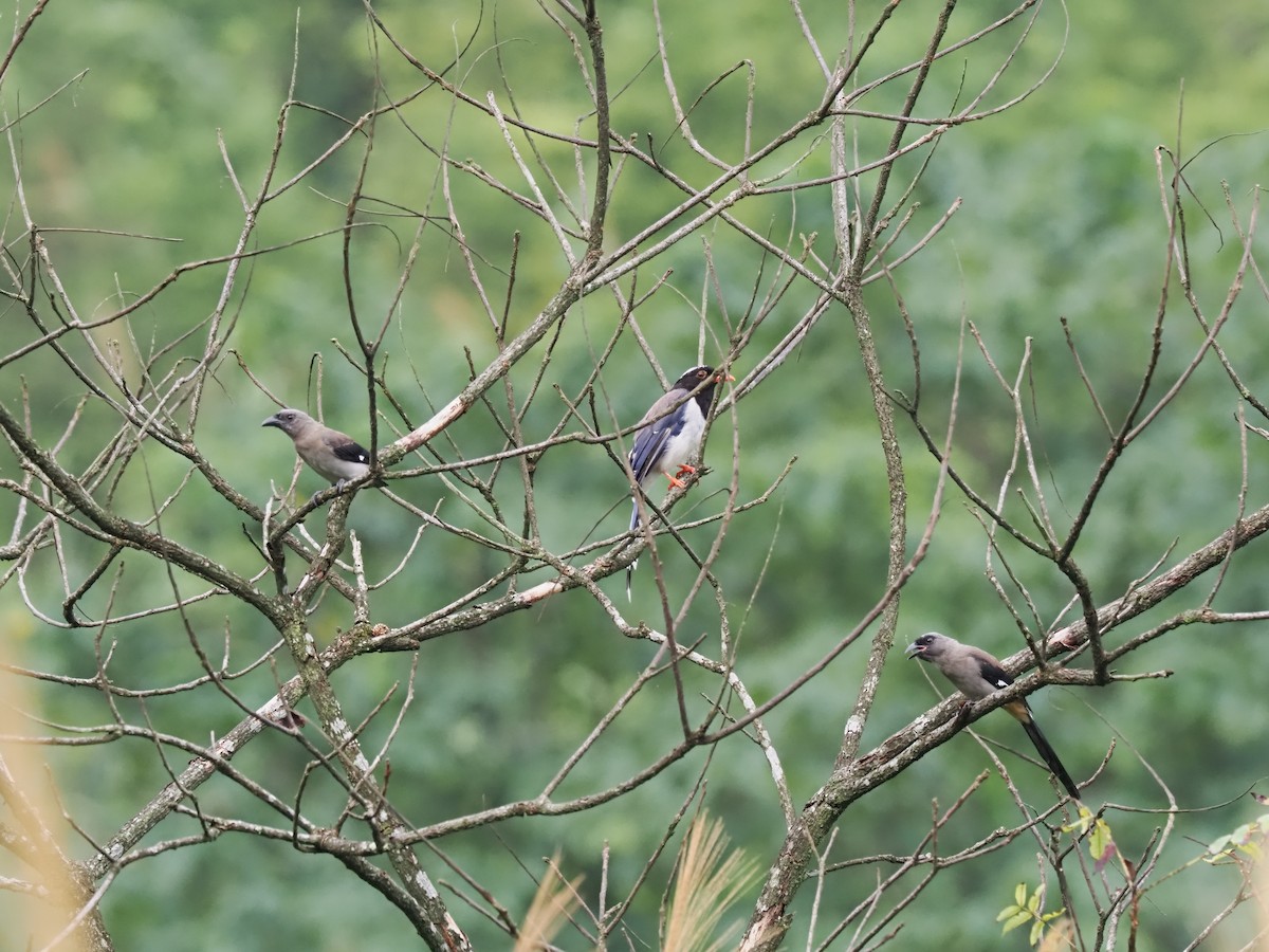 Gray Treepie - Yu Duan