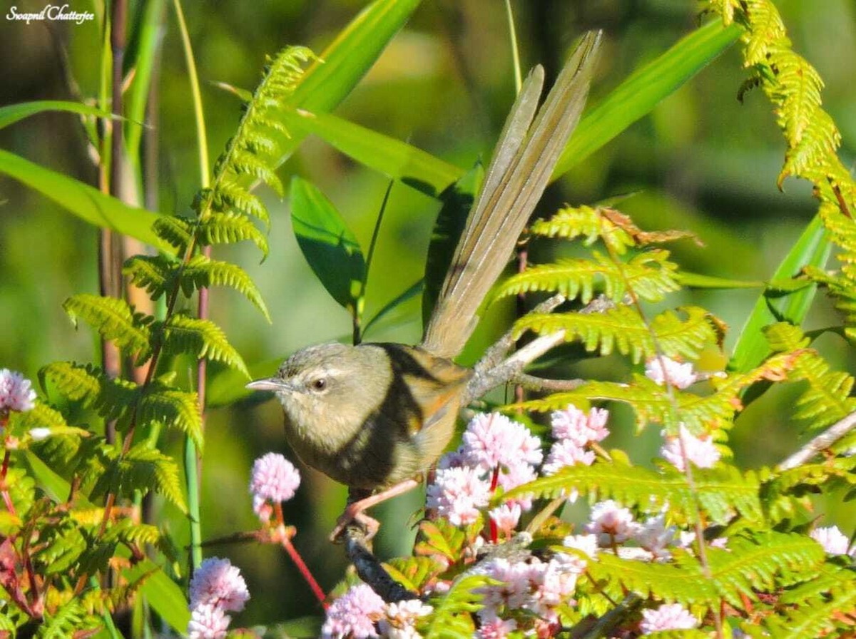 Black-throated Prinia - ML611192283