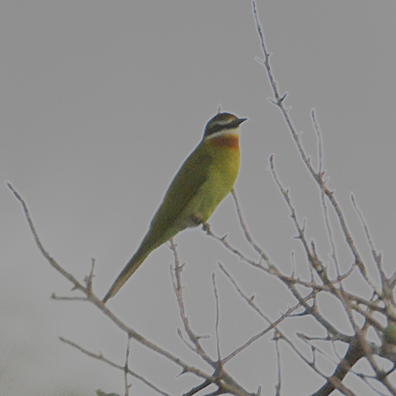 Madagascar Bee-eater - ML611192406