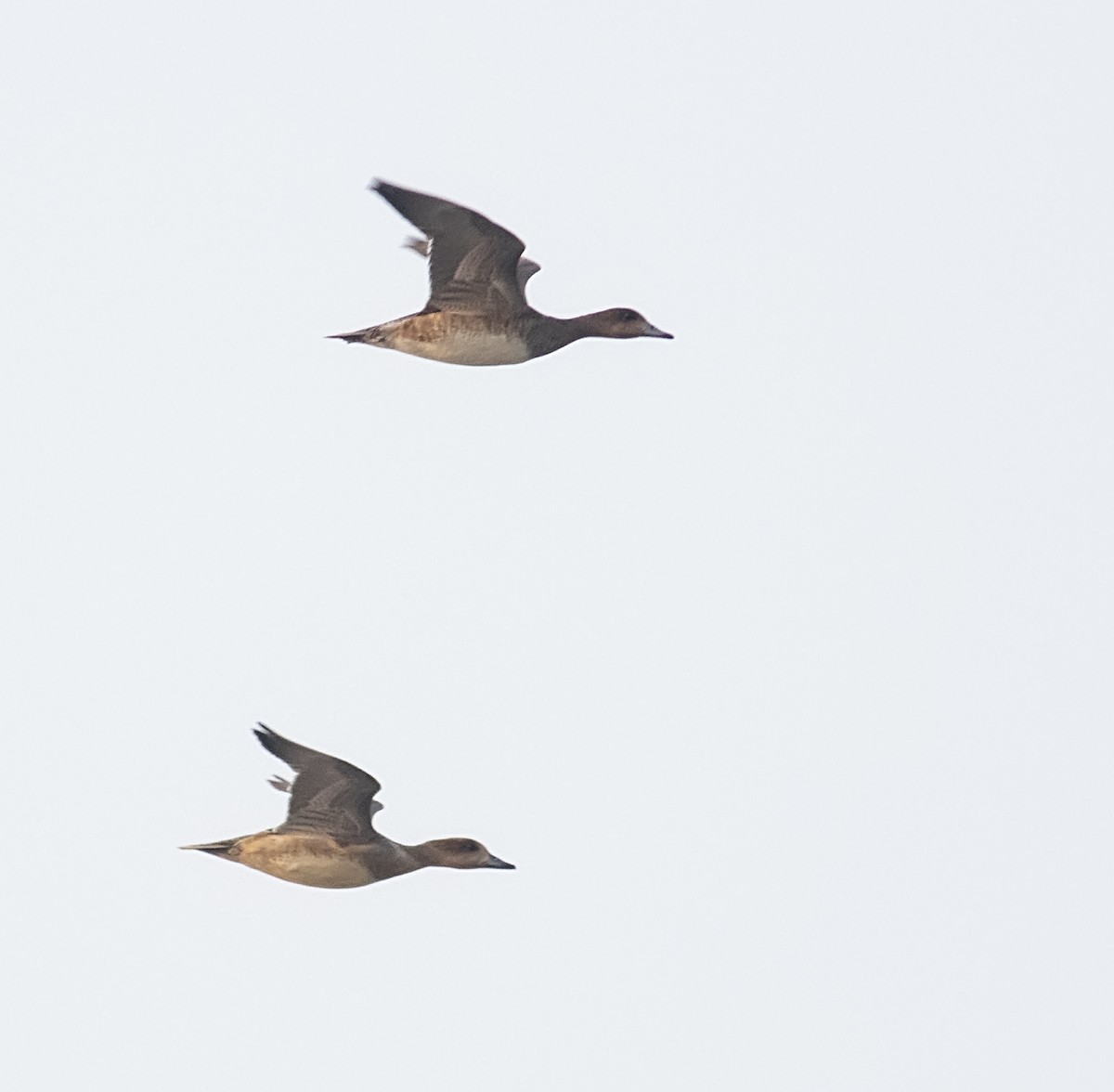 Eurasian Wigeon - ML611192477