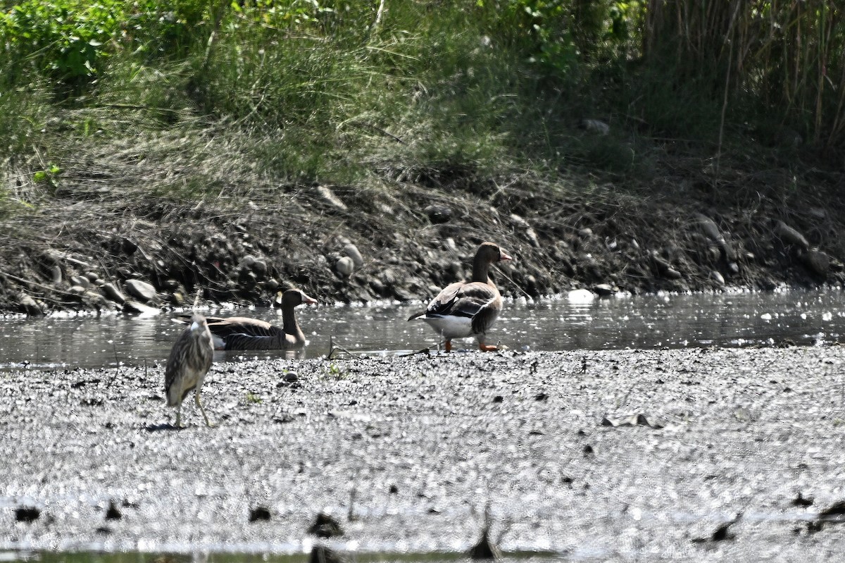 Greater White-fronted Goose - Lee-Lien WANG