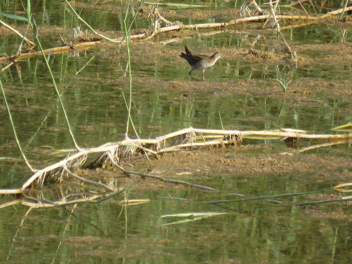 Little Crake - ahmad mohammadi ravesh