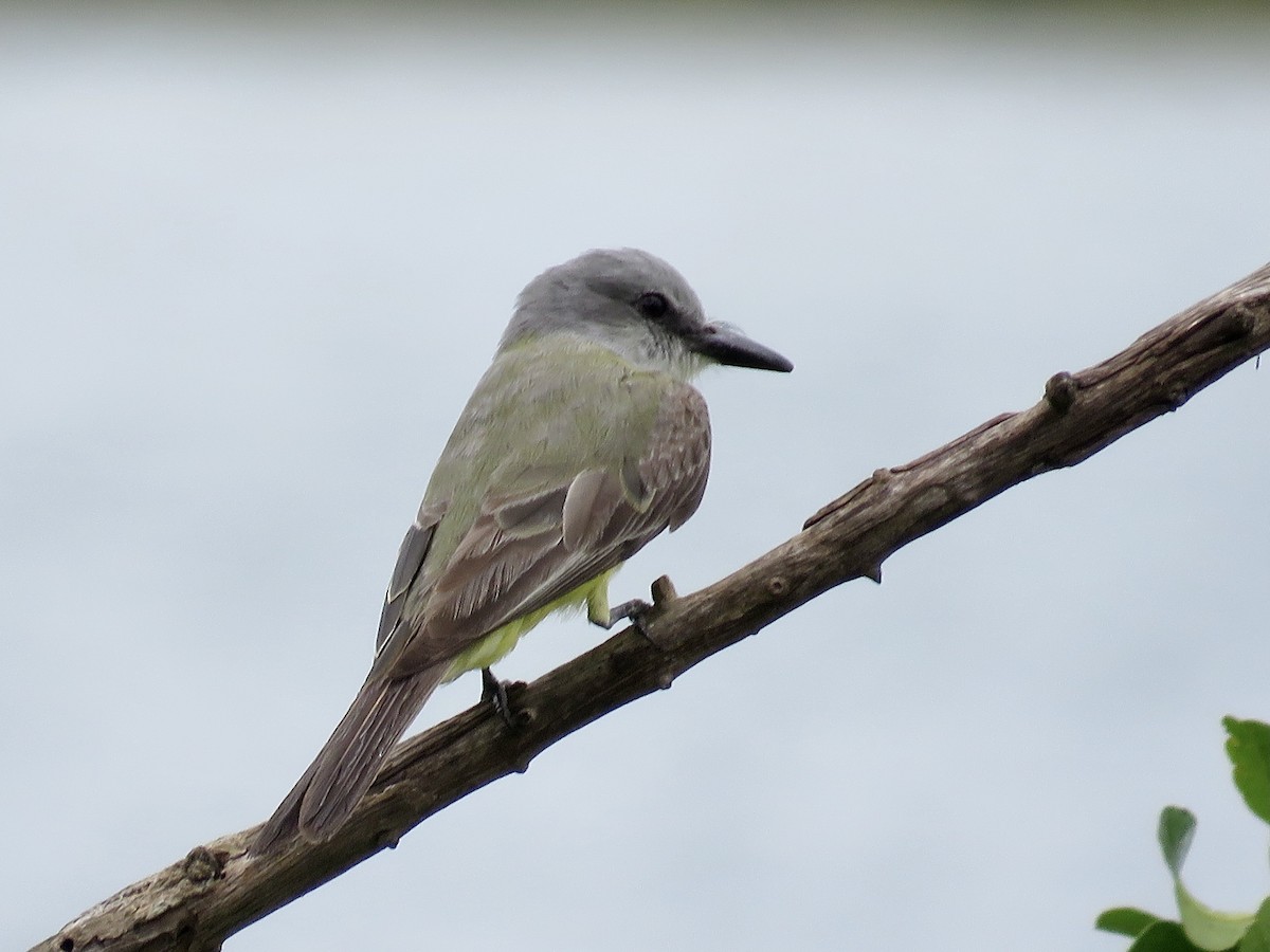 Tropical Kingbird - Simon Pearce