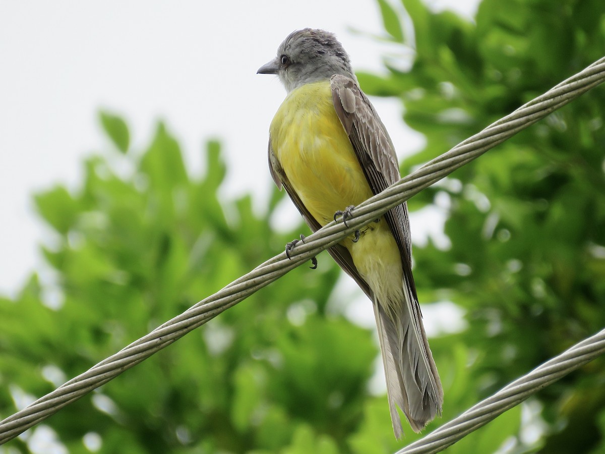 Tropical Kingbird - Simon Pearce