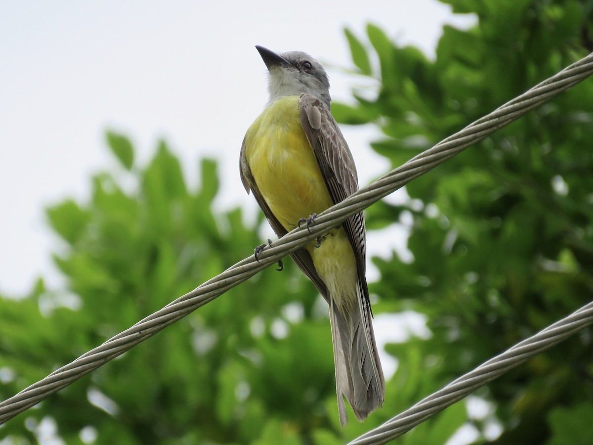 Tropical Kingbird - ML611192607