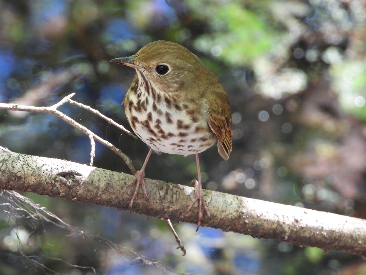 Hermit Thrush - Cheri & Rich Phillips