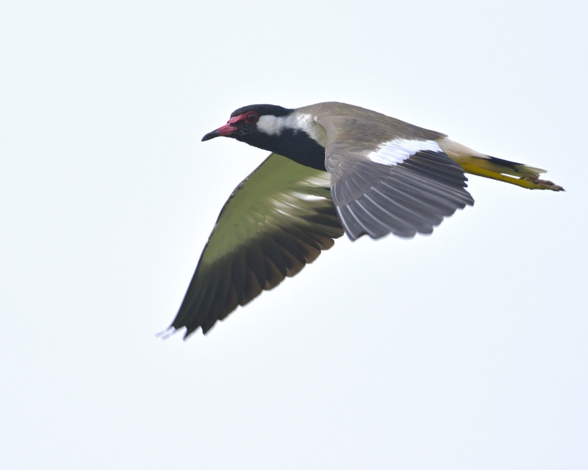 Red-wattled Lapwing - ML611192789