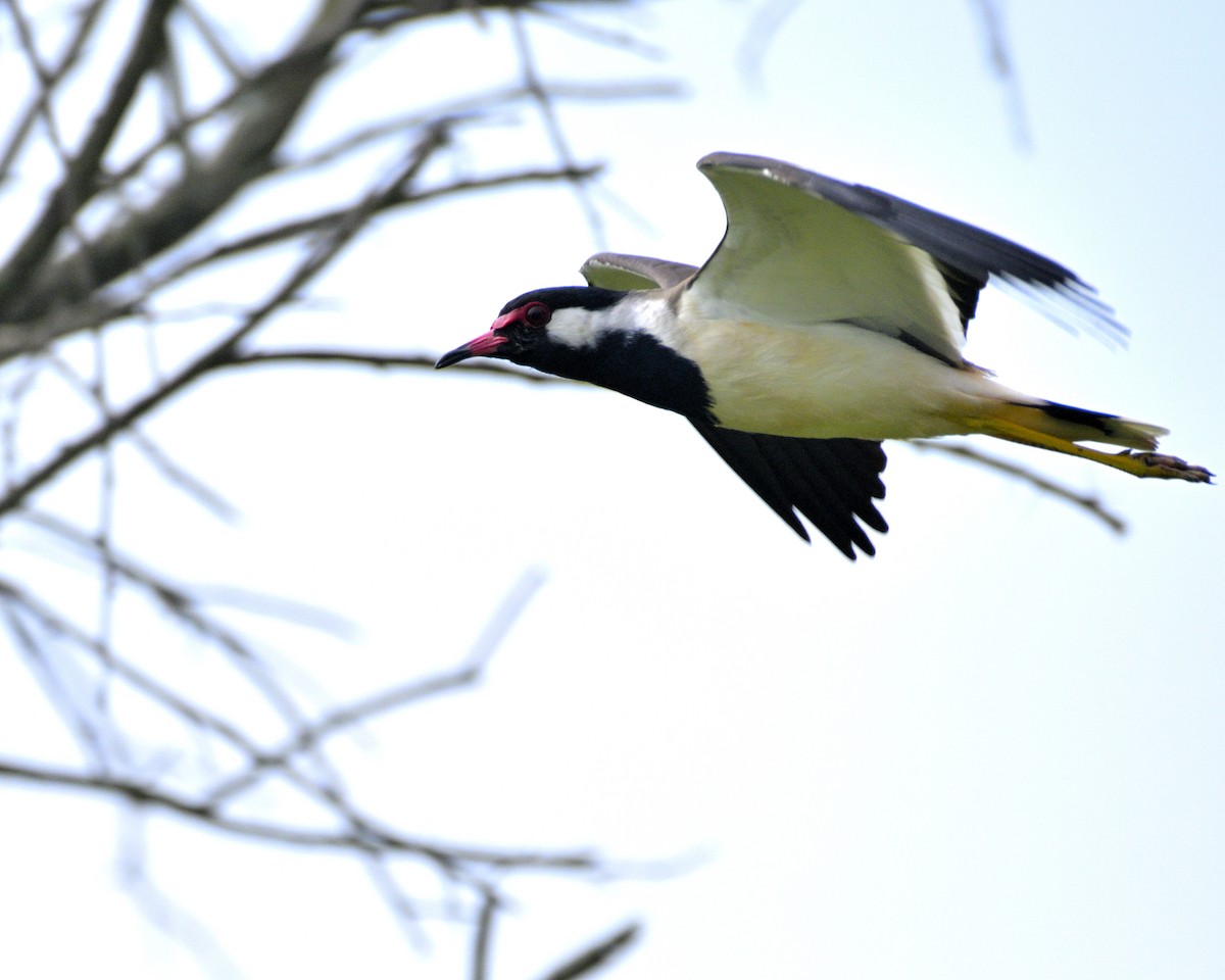 Red-wattled Lapwing - ML611192790