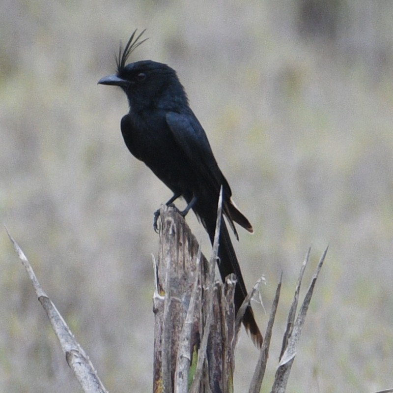 Crested Drongo - ML611192899