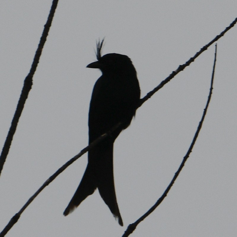 Crested Drongo - ML611192900