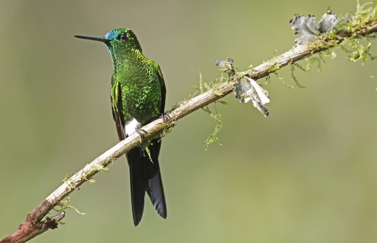 papučka safírořitá [skupina luciani] - ML611192949