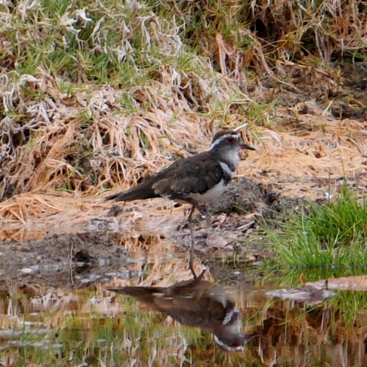 Three-banded Plover - ML611192981