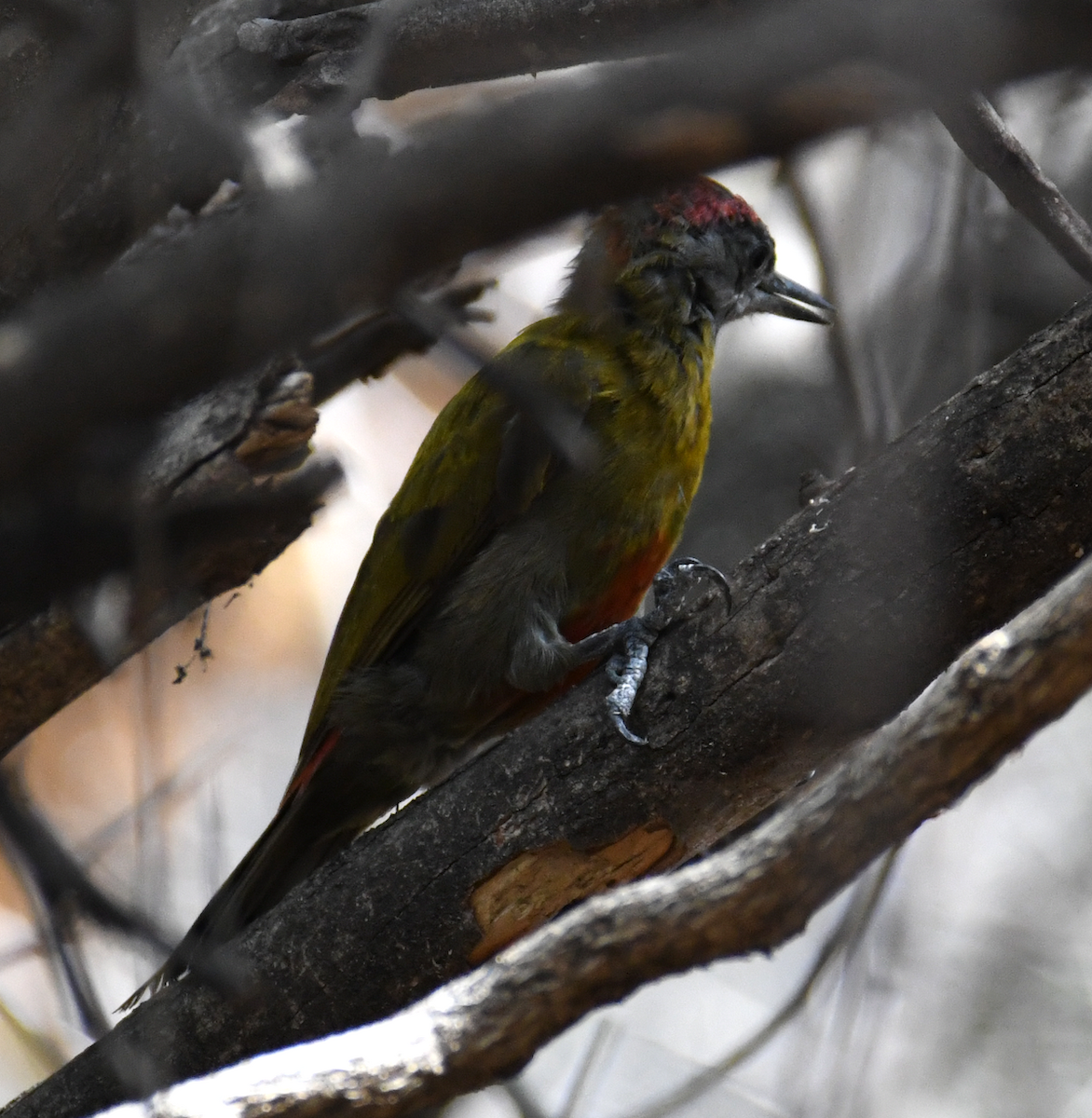 Olive Woodpecker - ML611193032