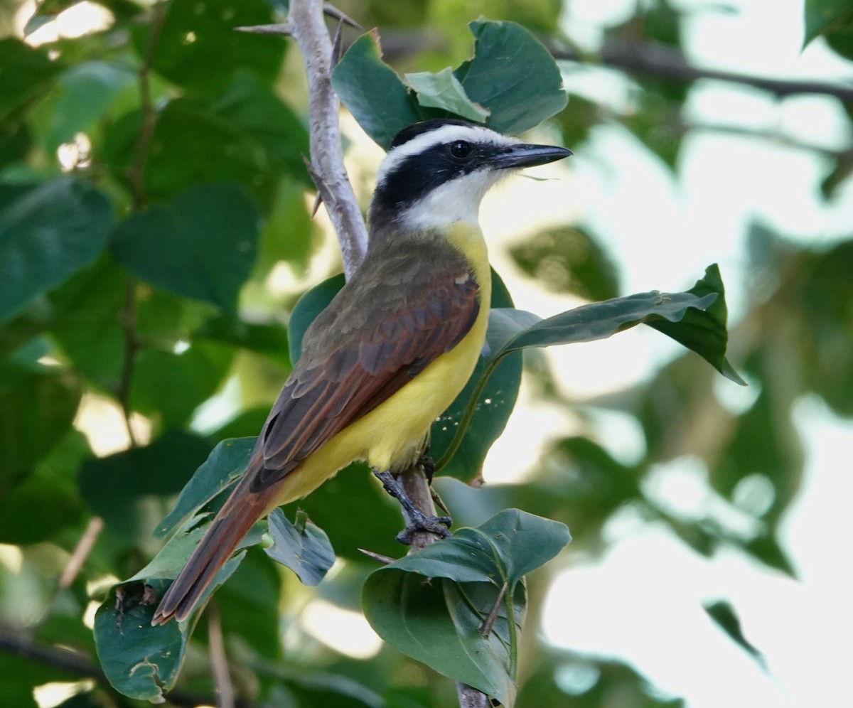 Great Kiskadee - ML611193037