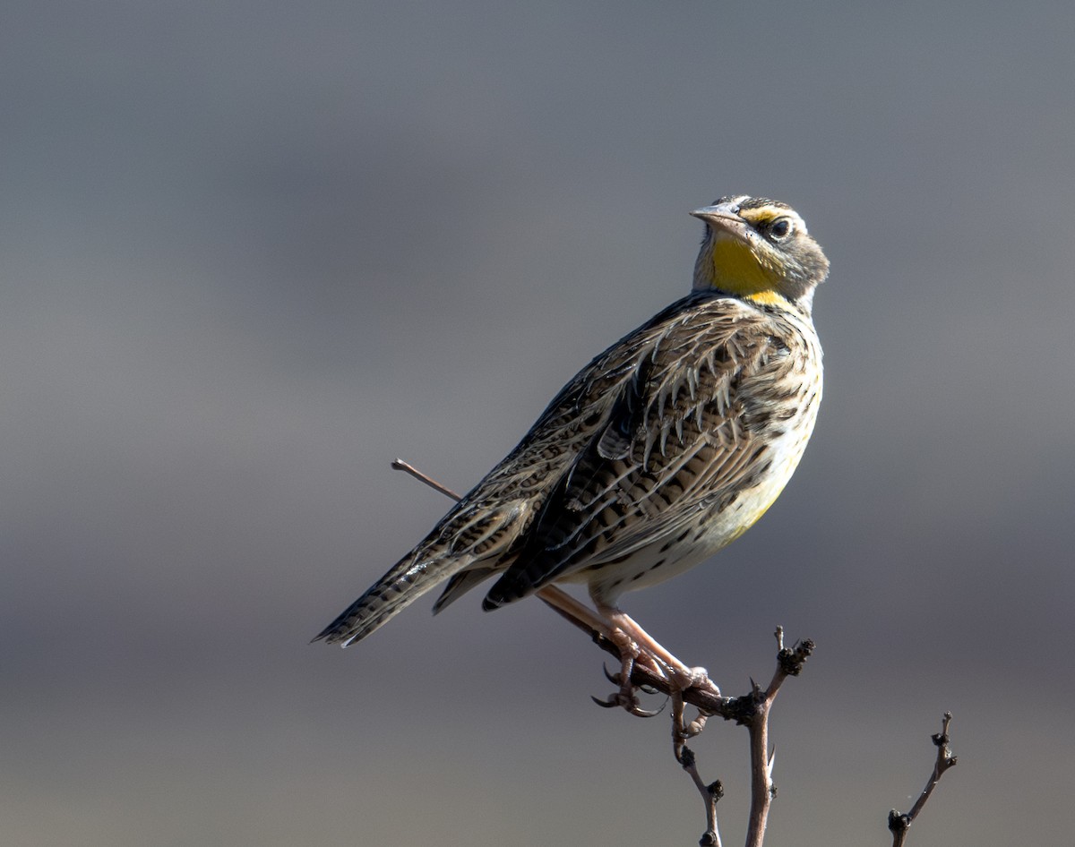 Western Meadowlark - ML611193078