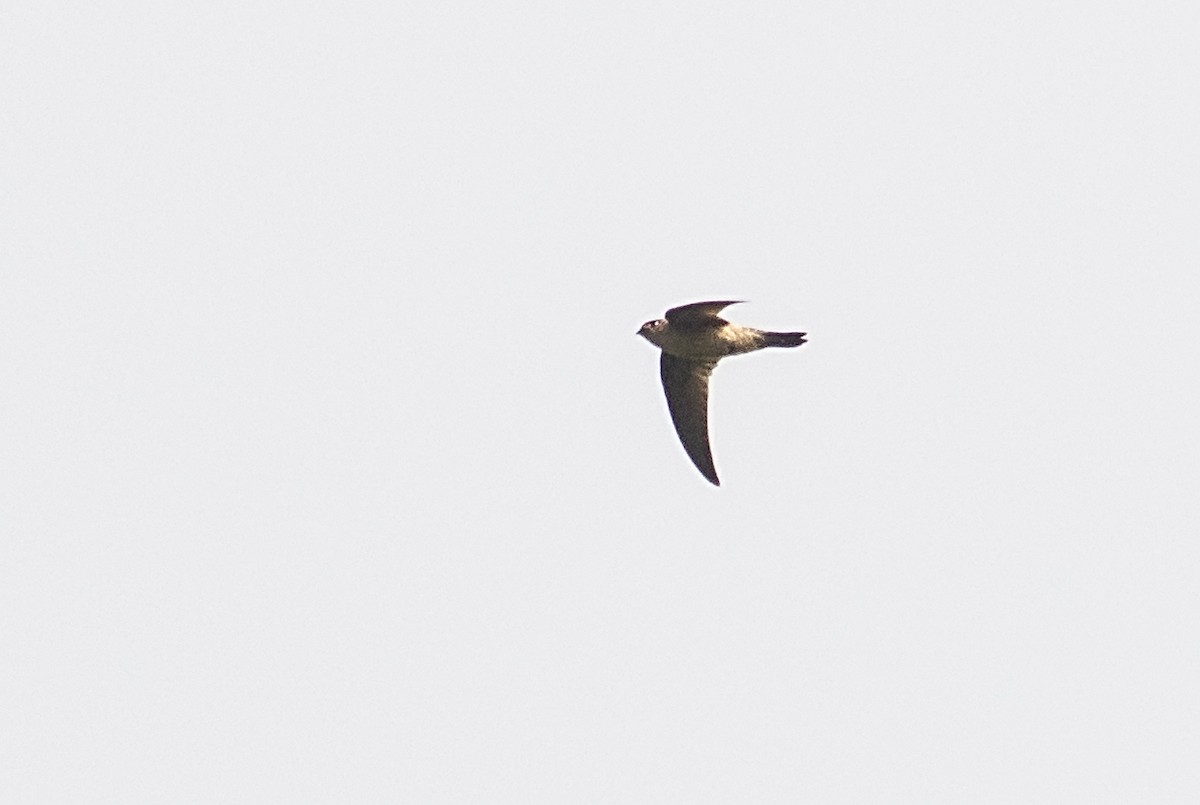 Himalayan Swiftlet - Zaber Ansary -BirdingBD Tours