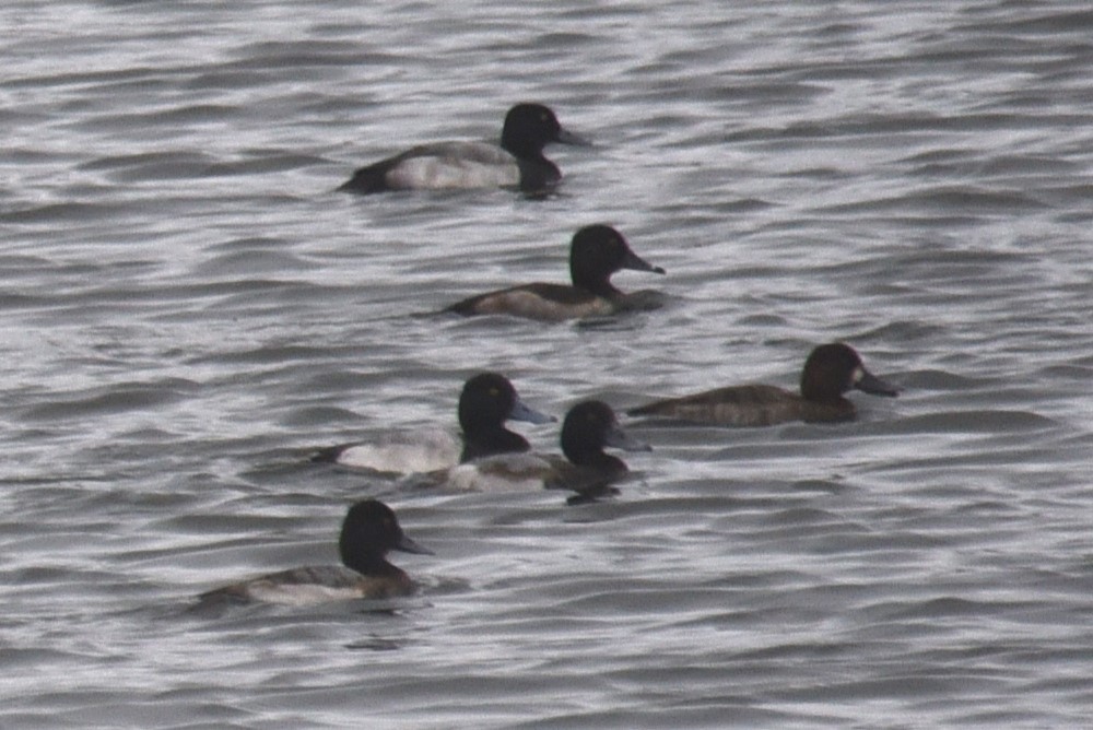 Greater Scaup - ML611193133