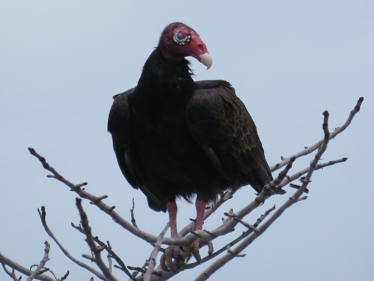 Turkey Vulture - Simon Pearce