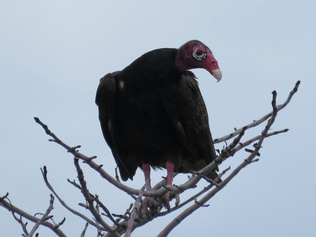 Turkey Vulture - Simon Pearce