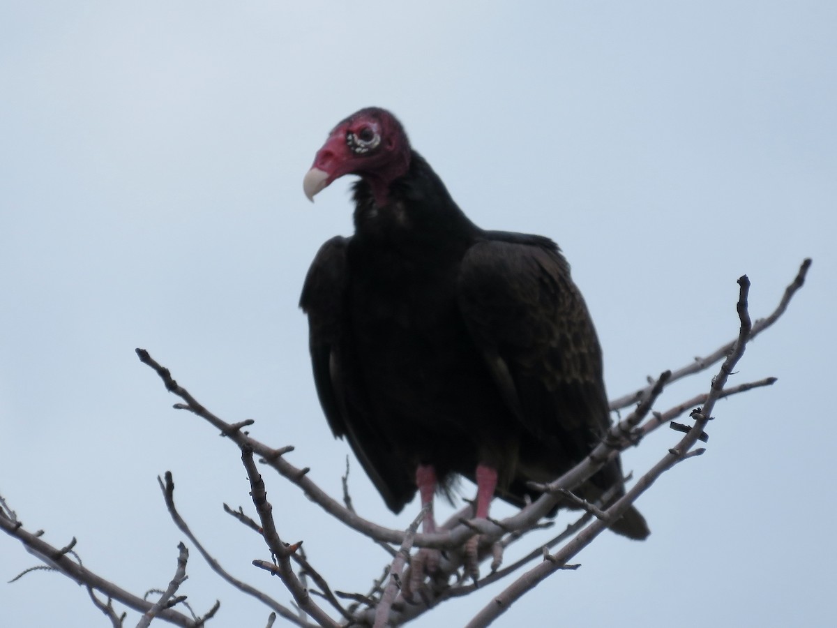 Urubu à tête rouge - ML611193223