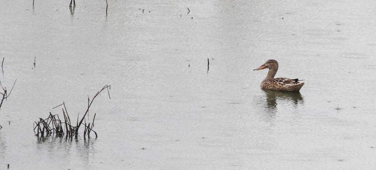 eBird Checklist 15 Nov 2023 Savannah NWROnslow Island (public