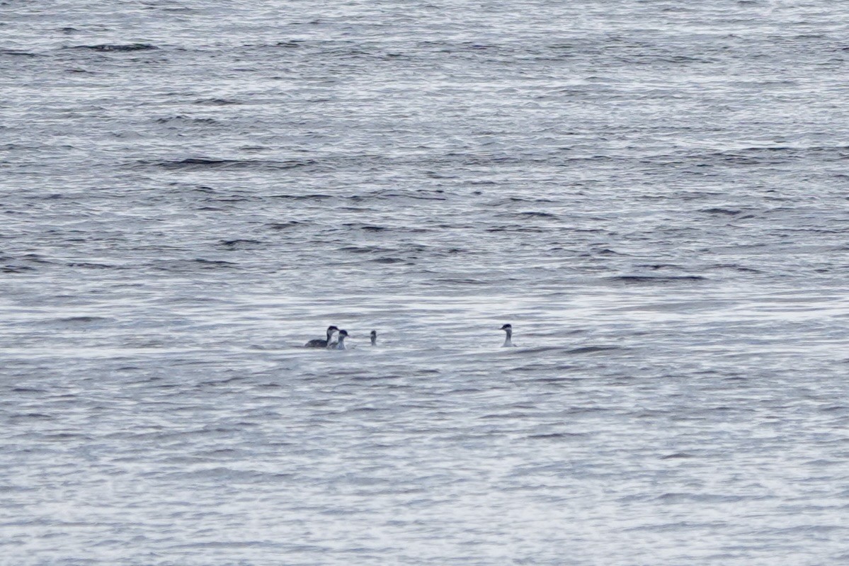 Horned Grebe - ML611193313