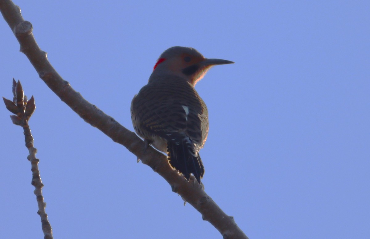 Northern Flicker - ML611193333