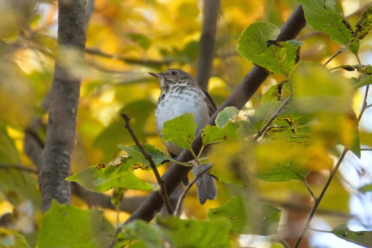 Gray-cheeked Thrush - ML611193347