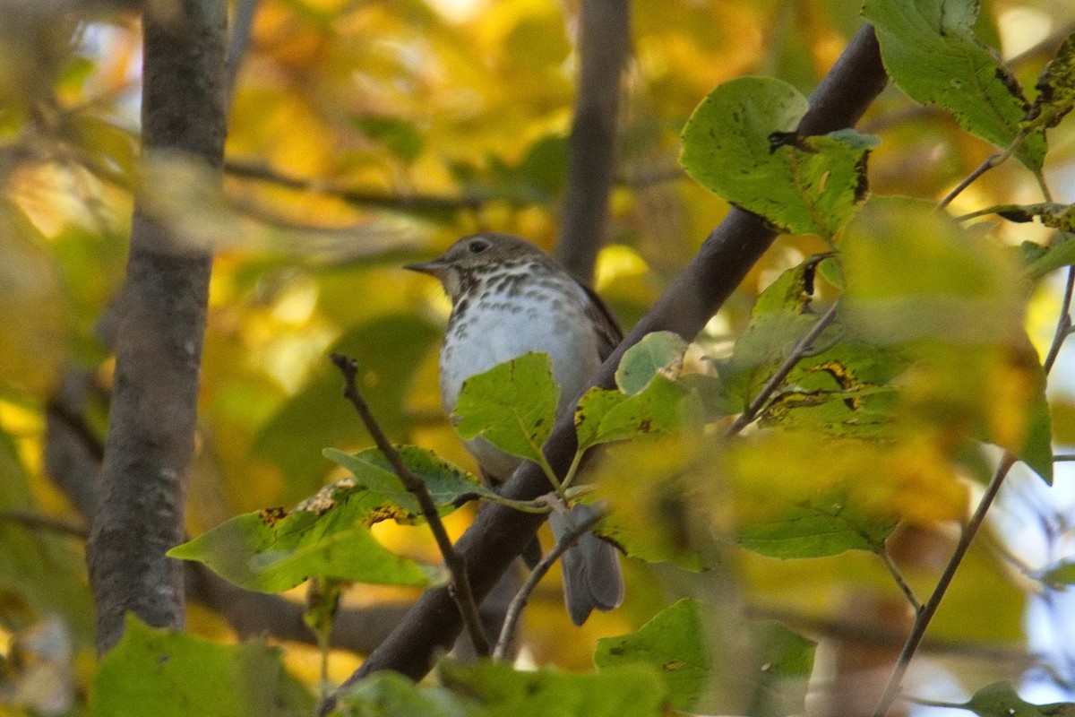 Gray-cheeked Thrush - ML611193348
