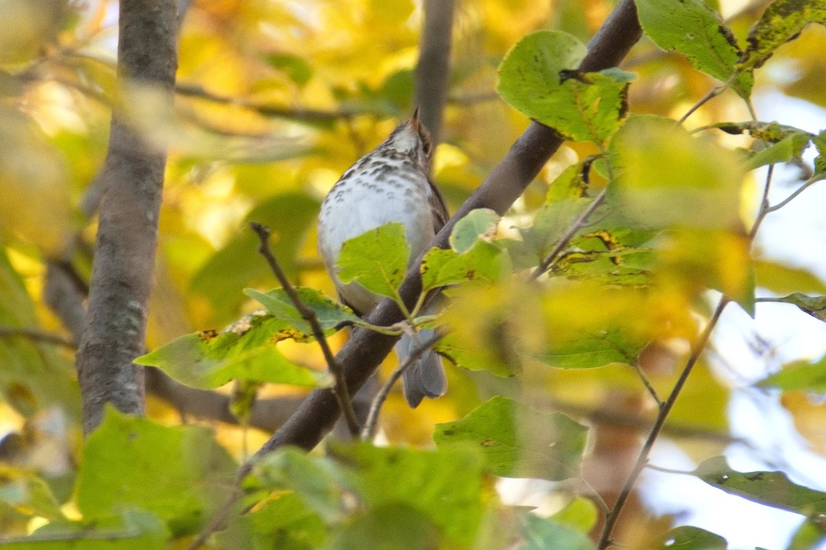 Gray-cheeked Thrush - ML611193349
