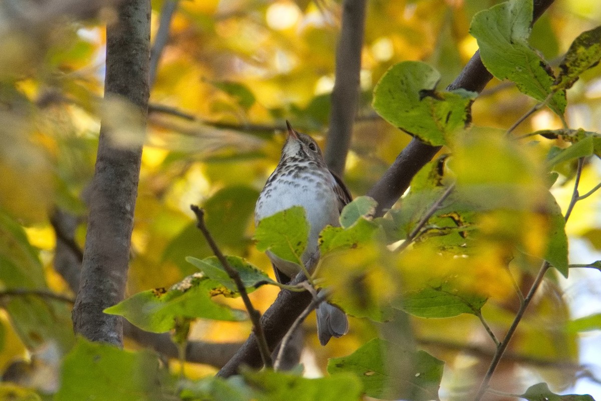 Gray-cheeked Thrush - ML611193350