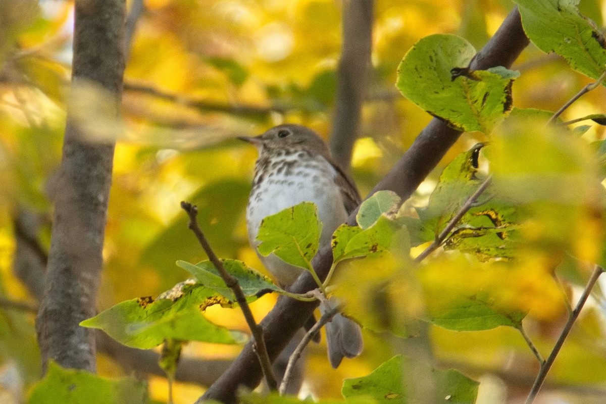 Gray-cheeked Thrush - ML611193351