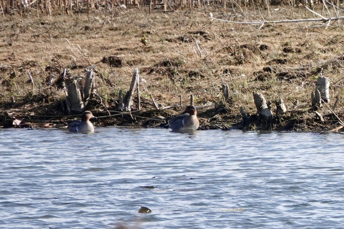 Green-winged Teal - ML611193403