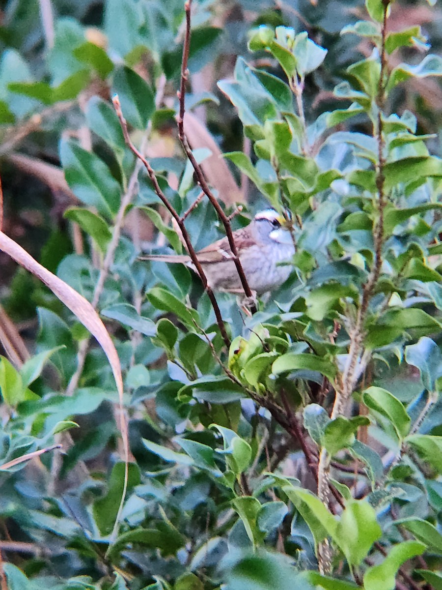 White-throated Sparrow - ML611193412