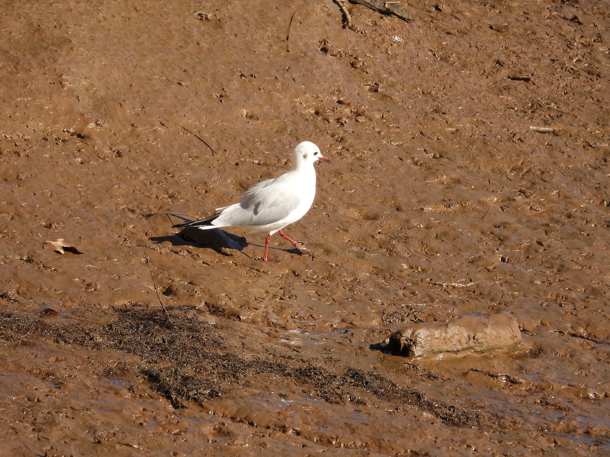 Mouette rieuse - ML611193522