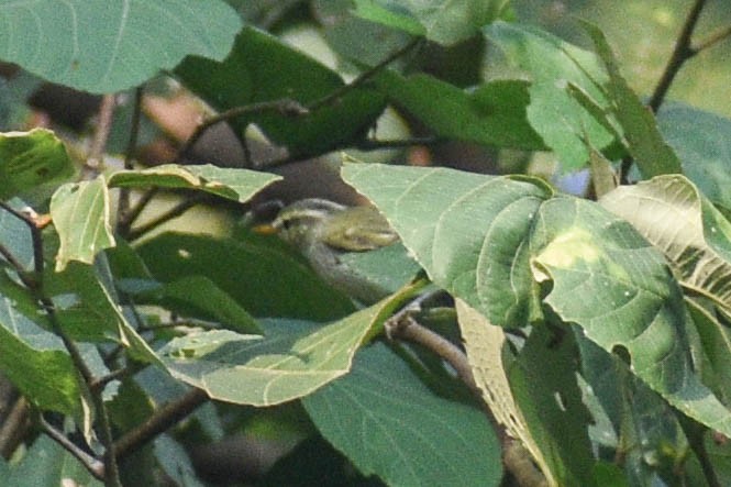 Зеленокрылая пеночка - ML611193535