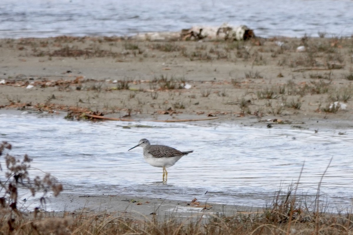 Greater Yellowlegs - ML611193552