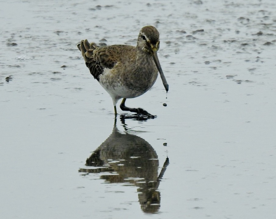 Long-billed Dowitcher - ML611193618