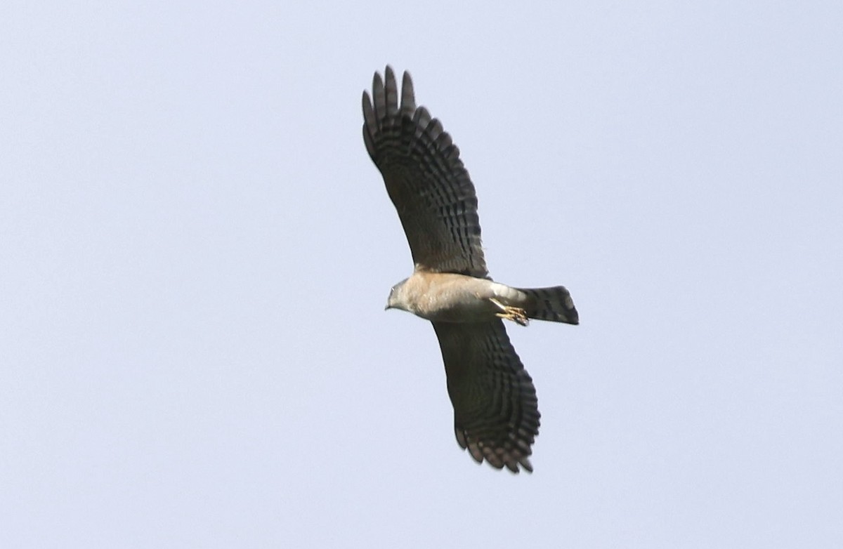 finkehauk - ML611193695