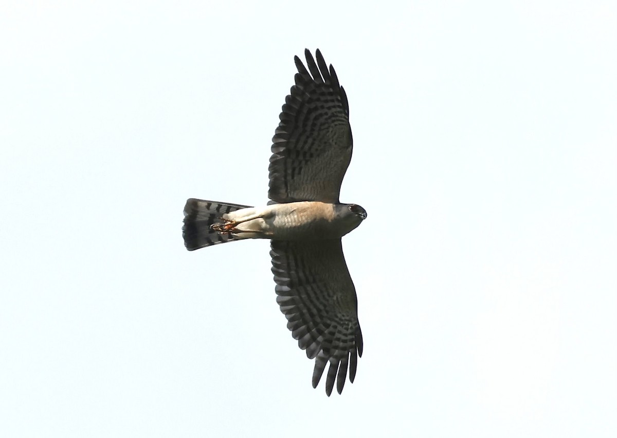 finkehauk - ML611193696