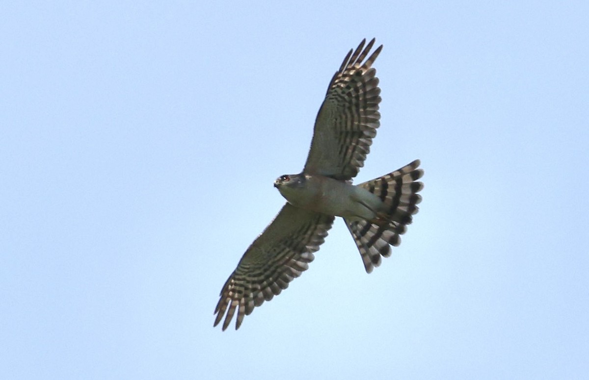 finkehauk - ML611193697