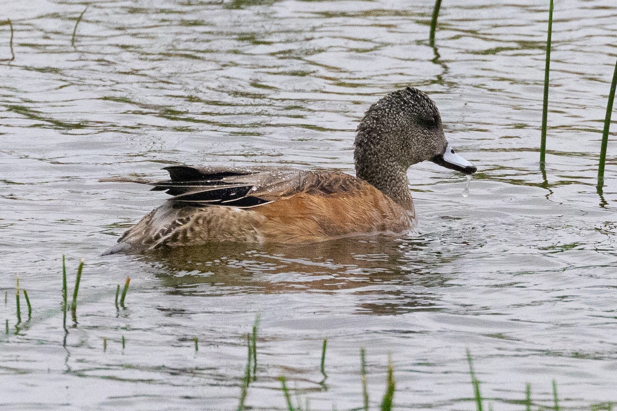 American Wigeon - John Reynolds