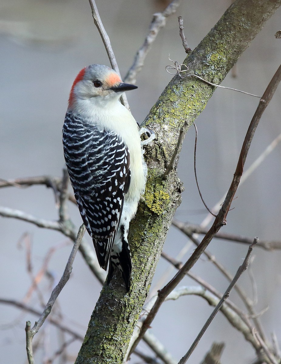 Red-bellied Woodpecker - Laure Wilson Neish