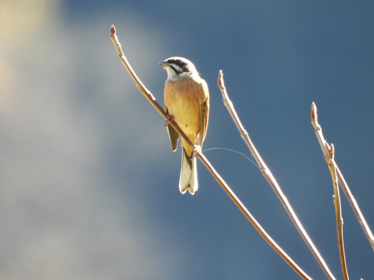 Meadow Bunting - ML611193822