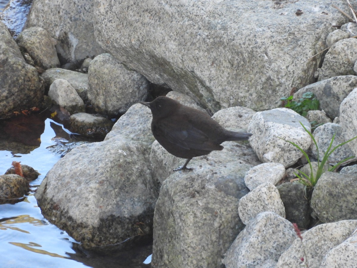 Brown Dipper - ML611193870