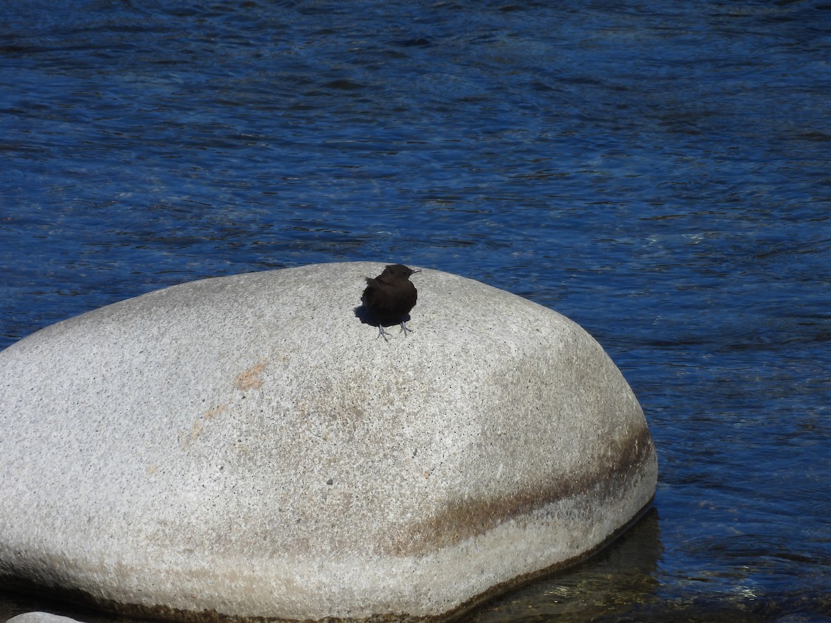 Brown Dipper - Chen Faibis